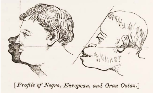 Profile of Negro, European and Oran otan"