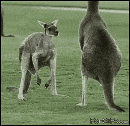 D5nOXh1.gif
