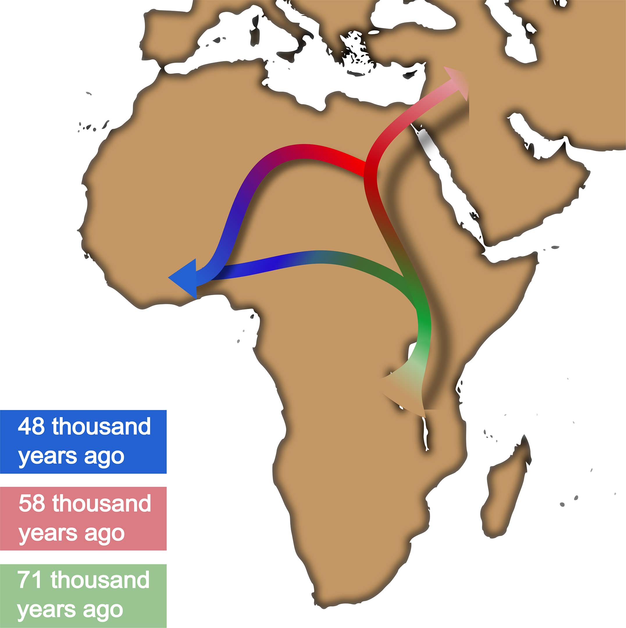 Out-of-Africa-Process.jpg