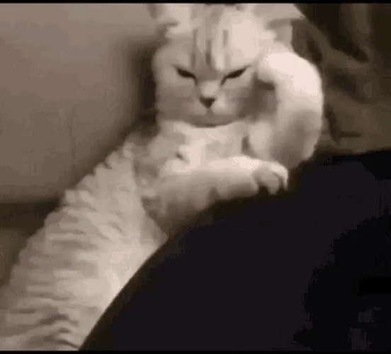 angry-cat-thinking-couch-pose-xaa0c8uoybt5t40h.webp