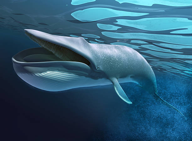 whale-underwater-swimming.jpg