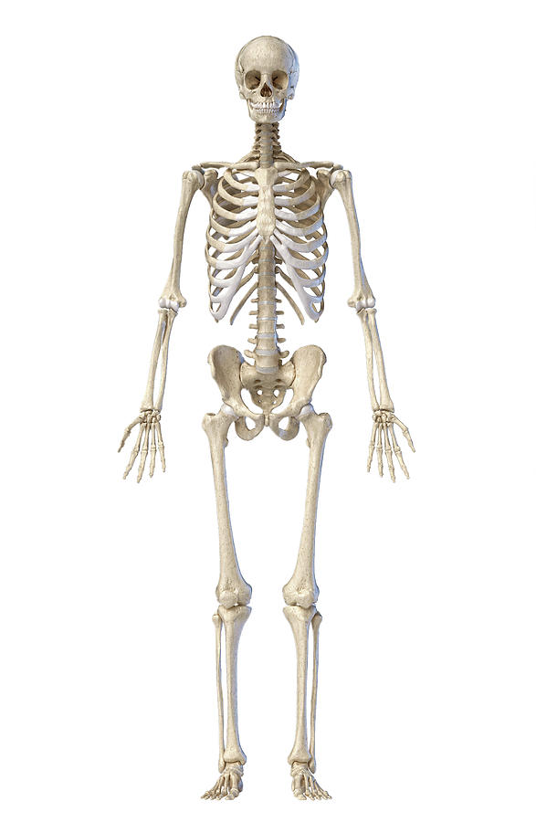 1-human-skeleton-full-figure-standing-pixelchaos.jpg