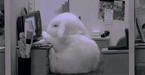 animal sleeping cute rabbit gif