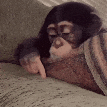 a chimpanzee is laying on a couch and pointing at a piece of paper