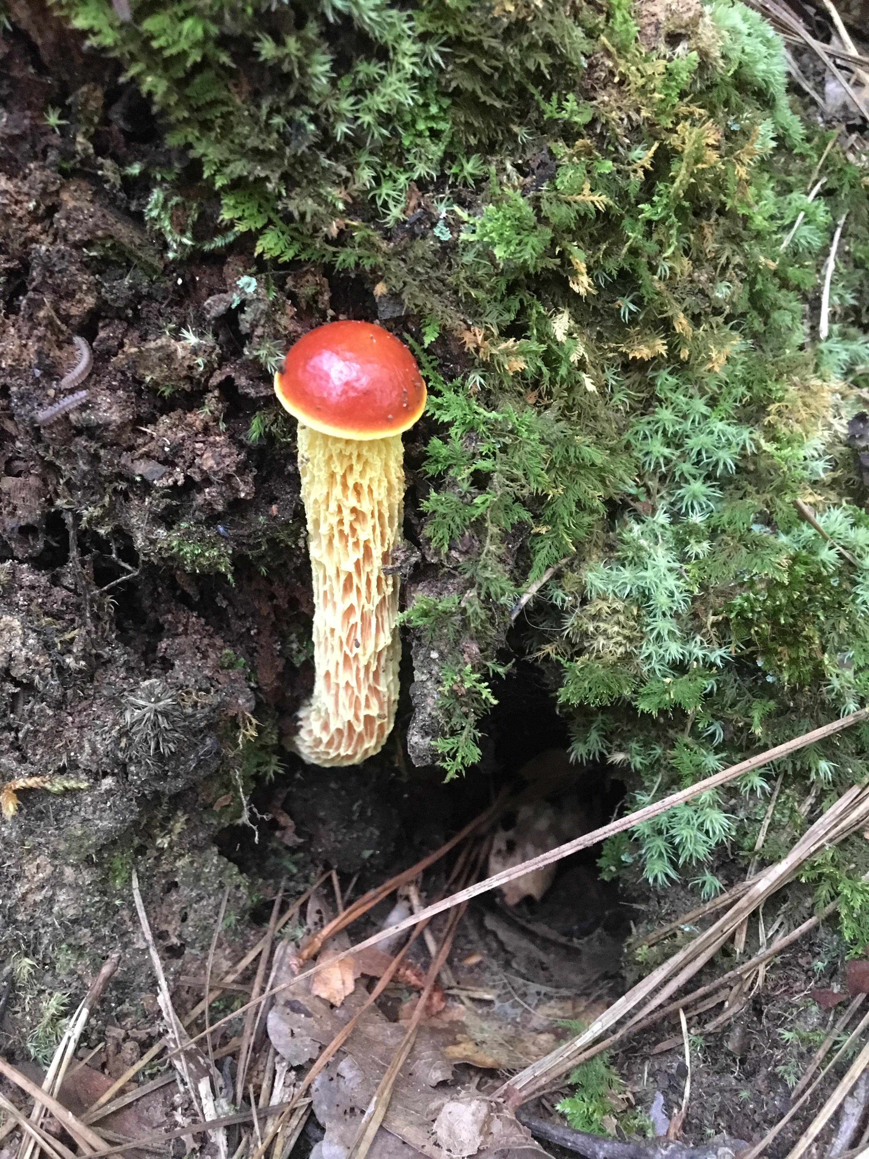 A long skinny mushroom I found in North Georgia : r/mycology