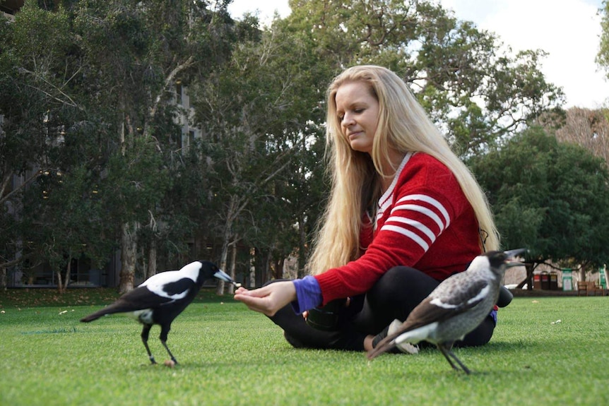 Associate Professor Amanda Ridley from the University of Western sits on the grass in a park and feeds a magpie.