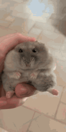 cute-hamster.gif