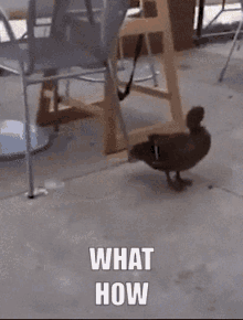 tenor.gif