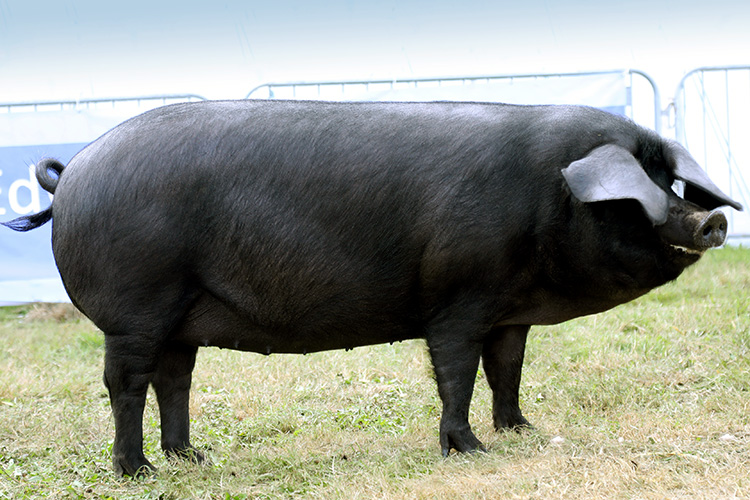 large-black-main.jpg