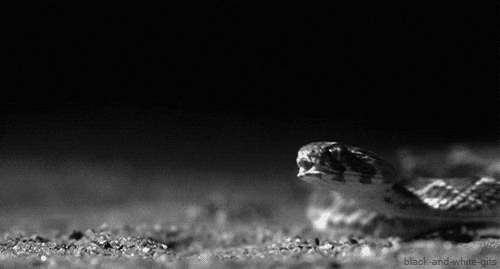 Image result for snake gif