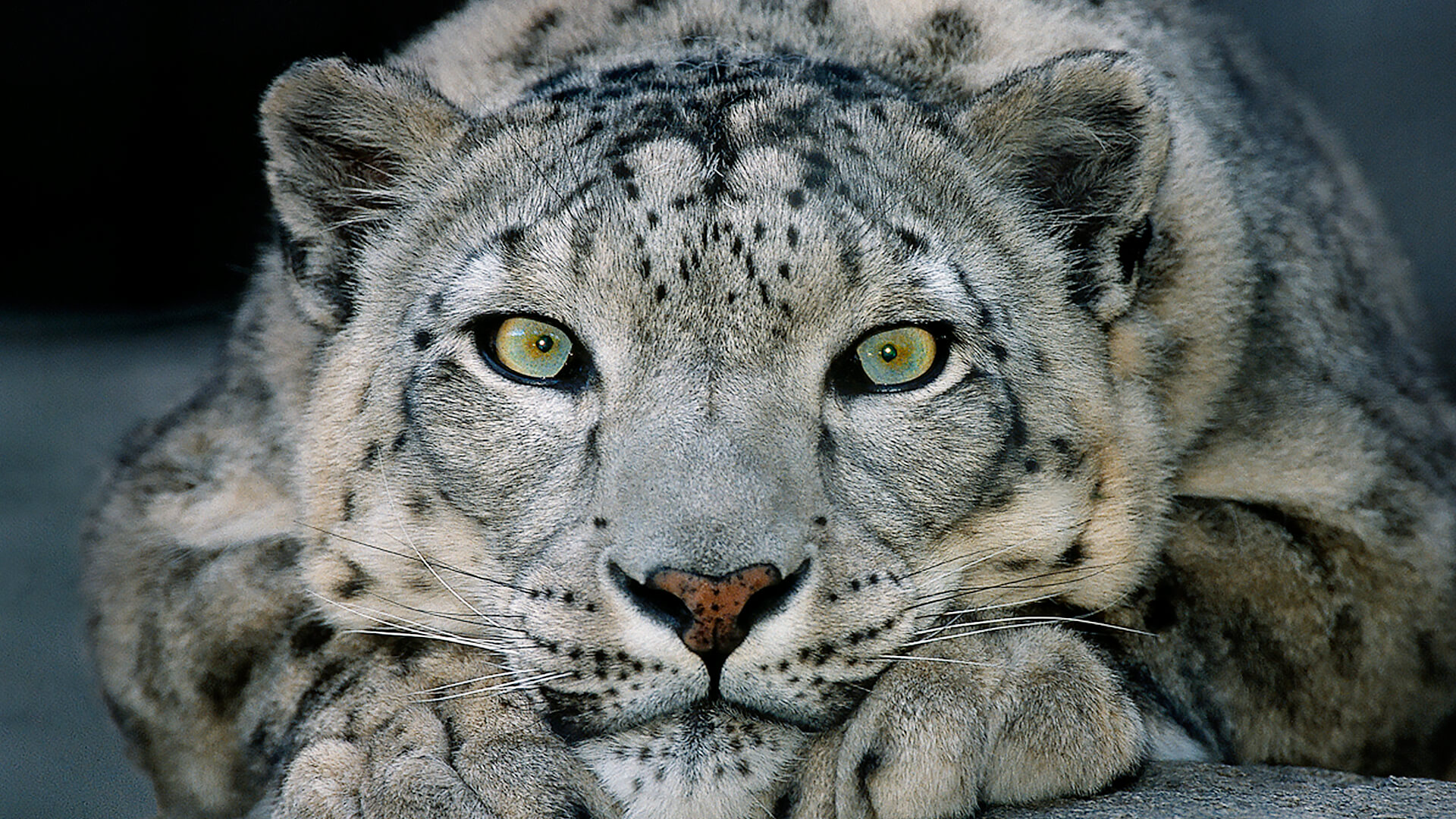 animals_hero_snowleopard.jpg