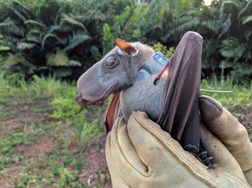 Hammer-headed Bat | Wild View