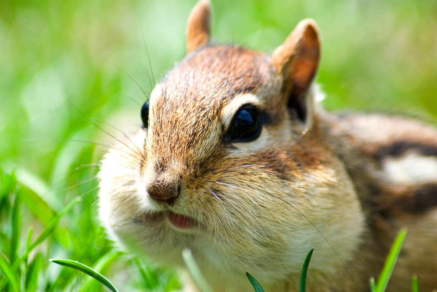 chipmunkcheeksCC.jpg