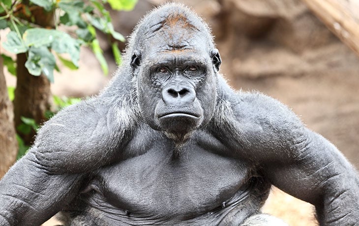 silverback_goirlla.jpg