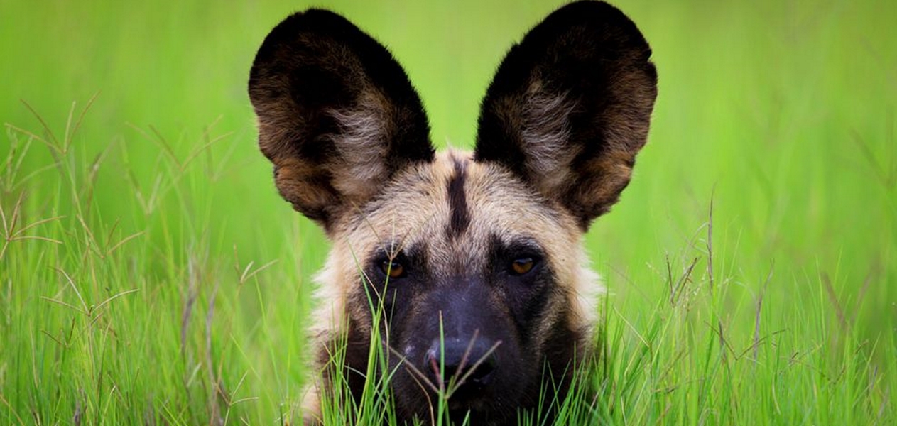 mywildlifesa.com