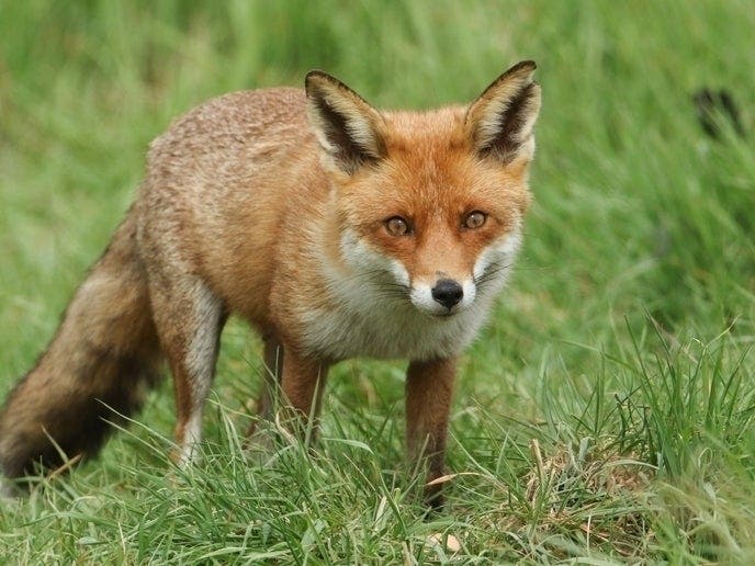 Image result for fox animal