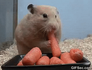 hamster-eating.gif