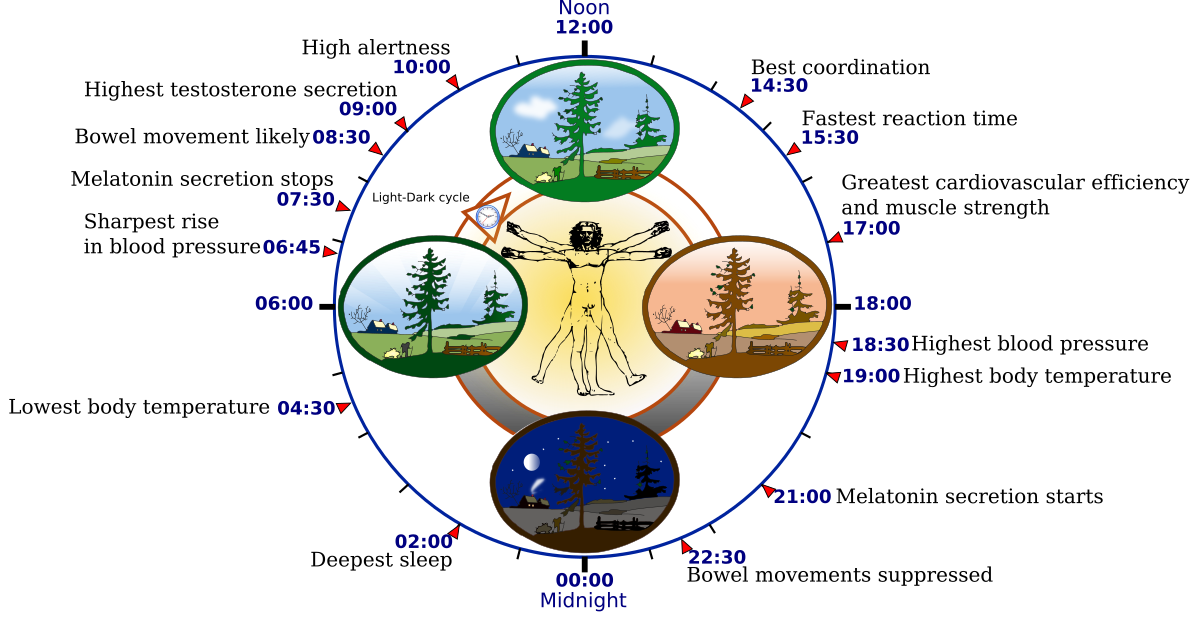 Biological-clock-human-svg.png