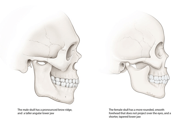 skull.png
