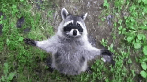 giphy.gif