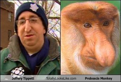 jeffery-tippett-totally-looks-like-proboscis-monkey