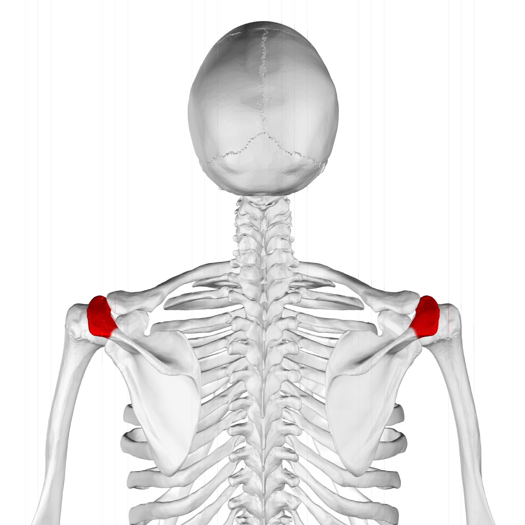 1024px-Acromion_of_scapula06.png