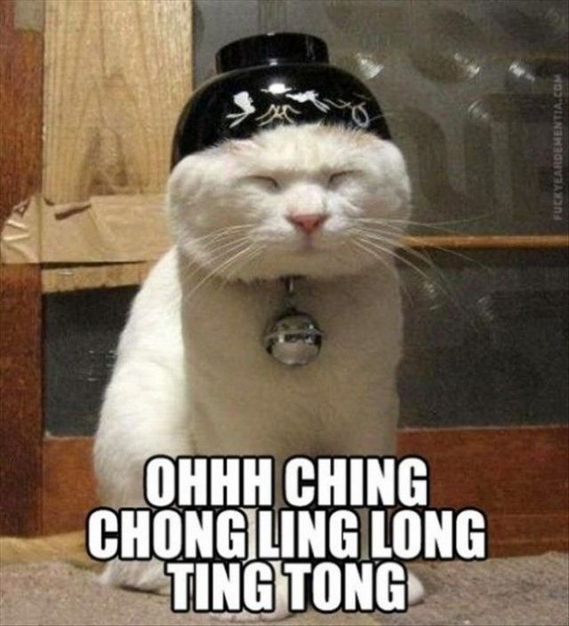 aded964aefacbc61f2e3007784d976f4--asian-cat-adorable-animals.jpg