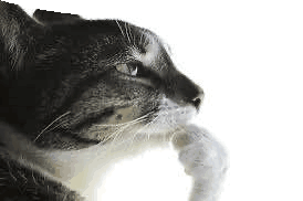 a close up of a cat licking its paw against a white background .
