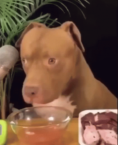 Oceanmam Dog Pitbull ASMR Food Reaction