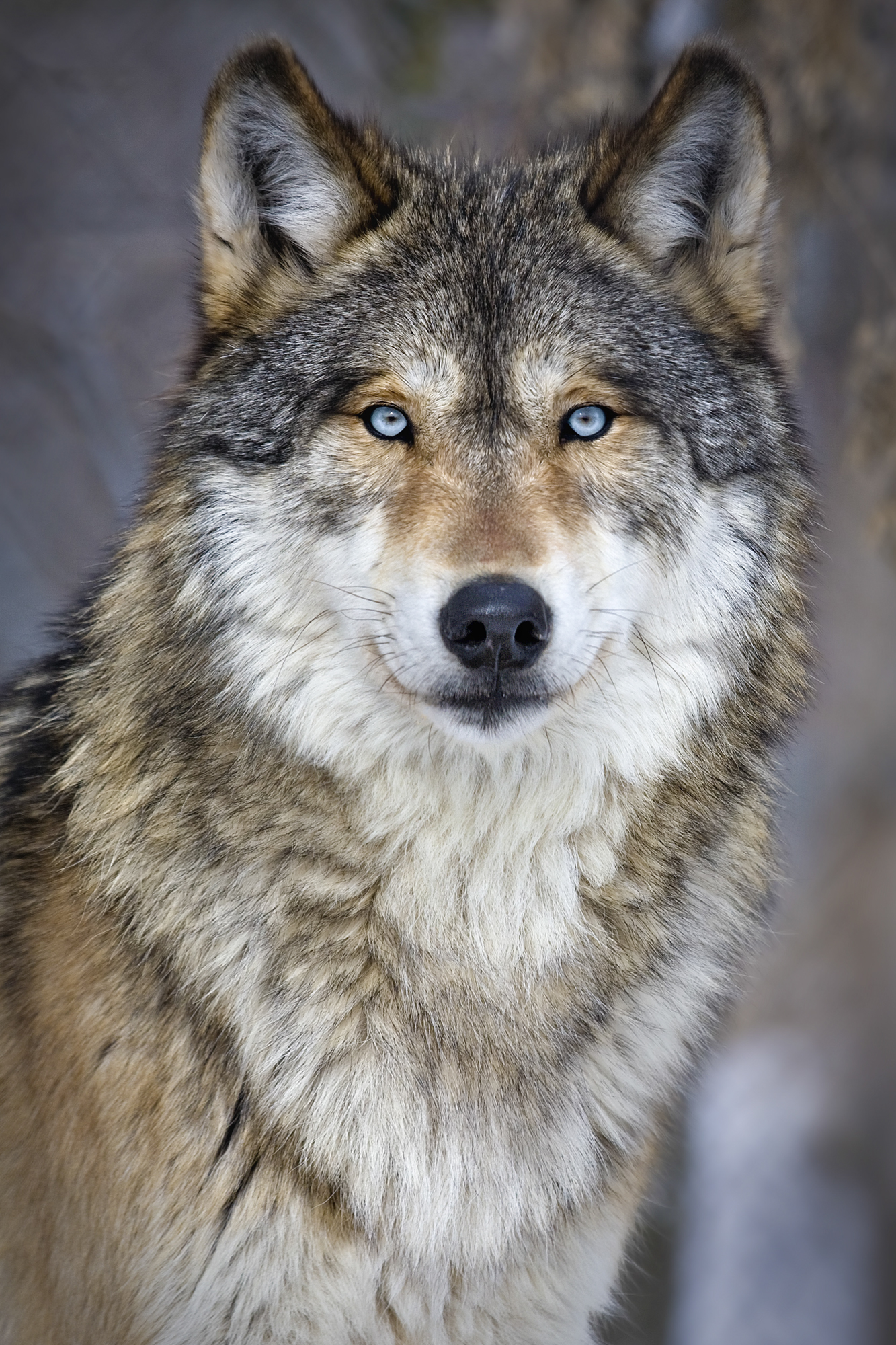 Blue-Eyes.jpg