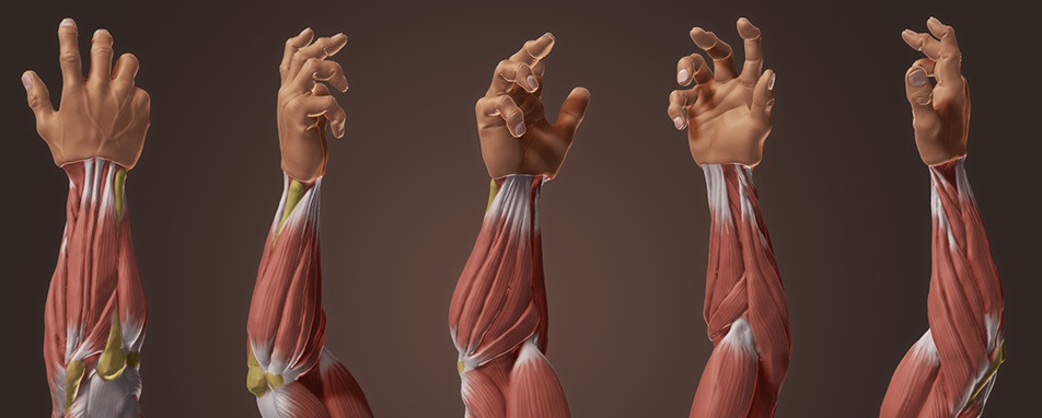 [Image: forearm-muscles-anatomy.jpg]