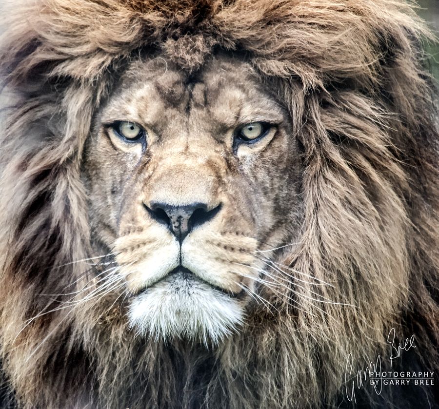 Lion pictures, Warrior cats series, Animals