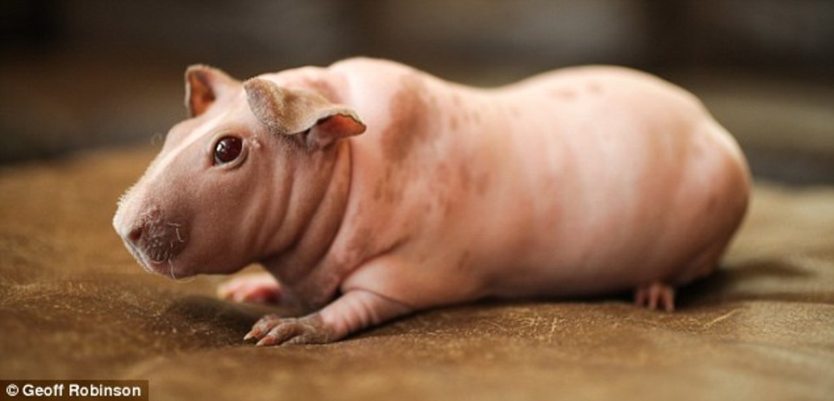 10-hairless-animals-that-will-freak-you-out.jpg