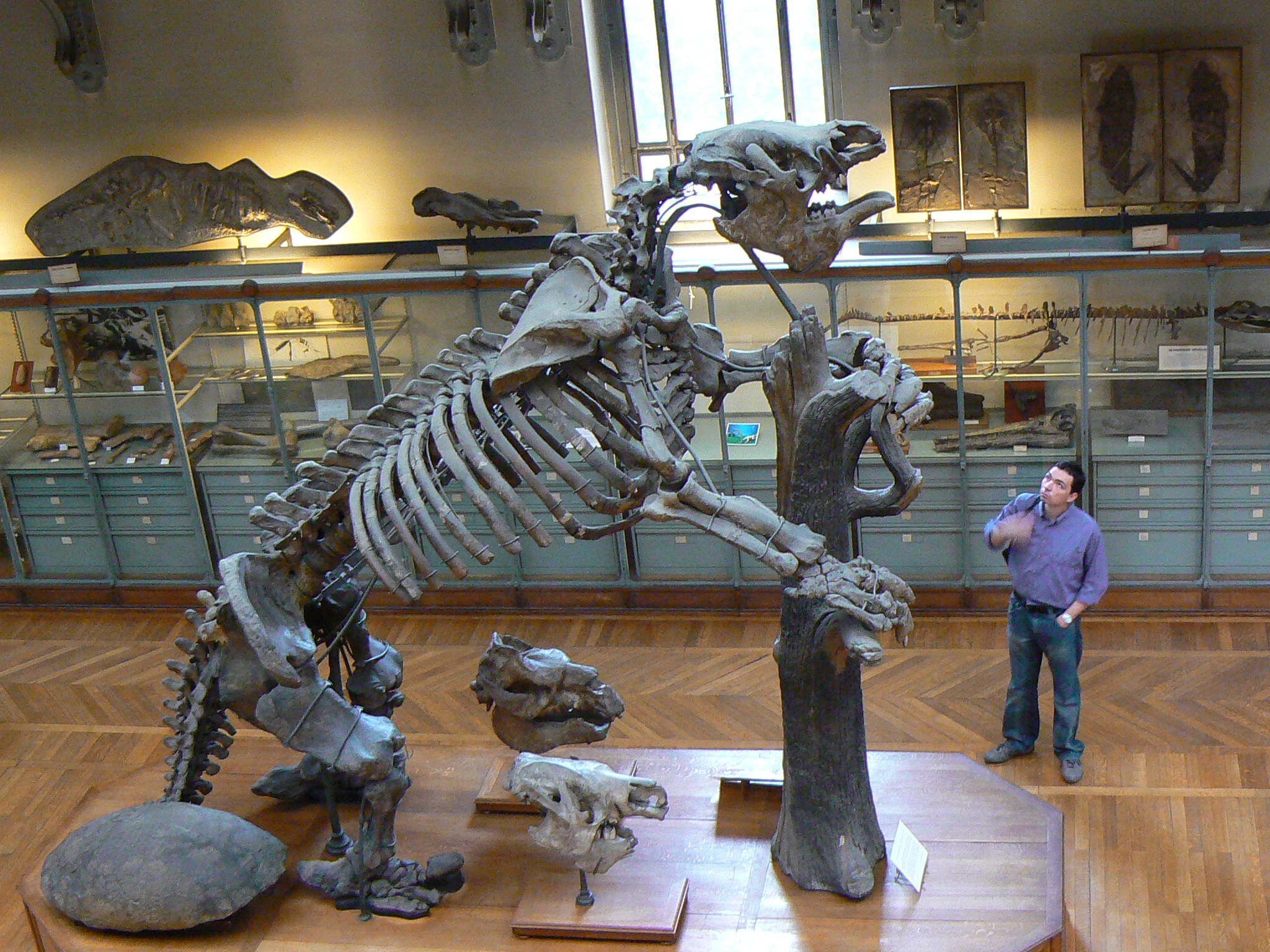 https://upload.wikimedia.org/wikipedia/commons/a/ab/Megatherium_americanum_complete.JPG