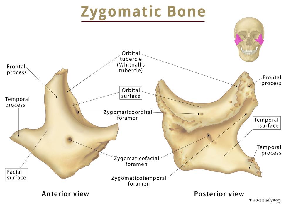 Zygomatic-Bone-Anatomy-Labeled.jpg