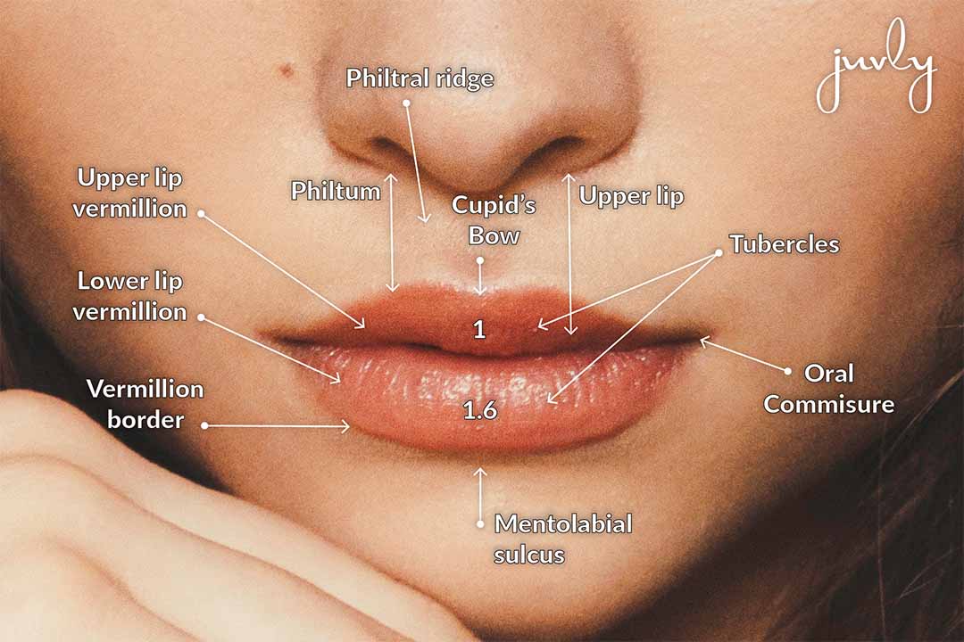 all-about-lip-shapes-chart-graph.jpg