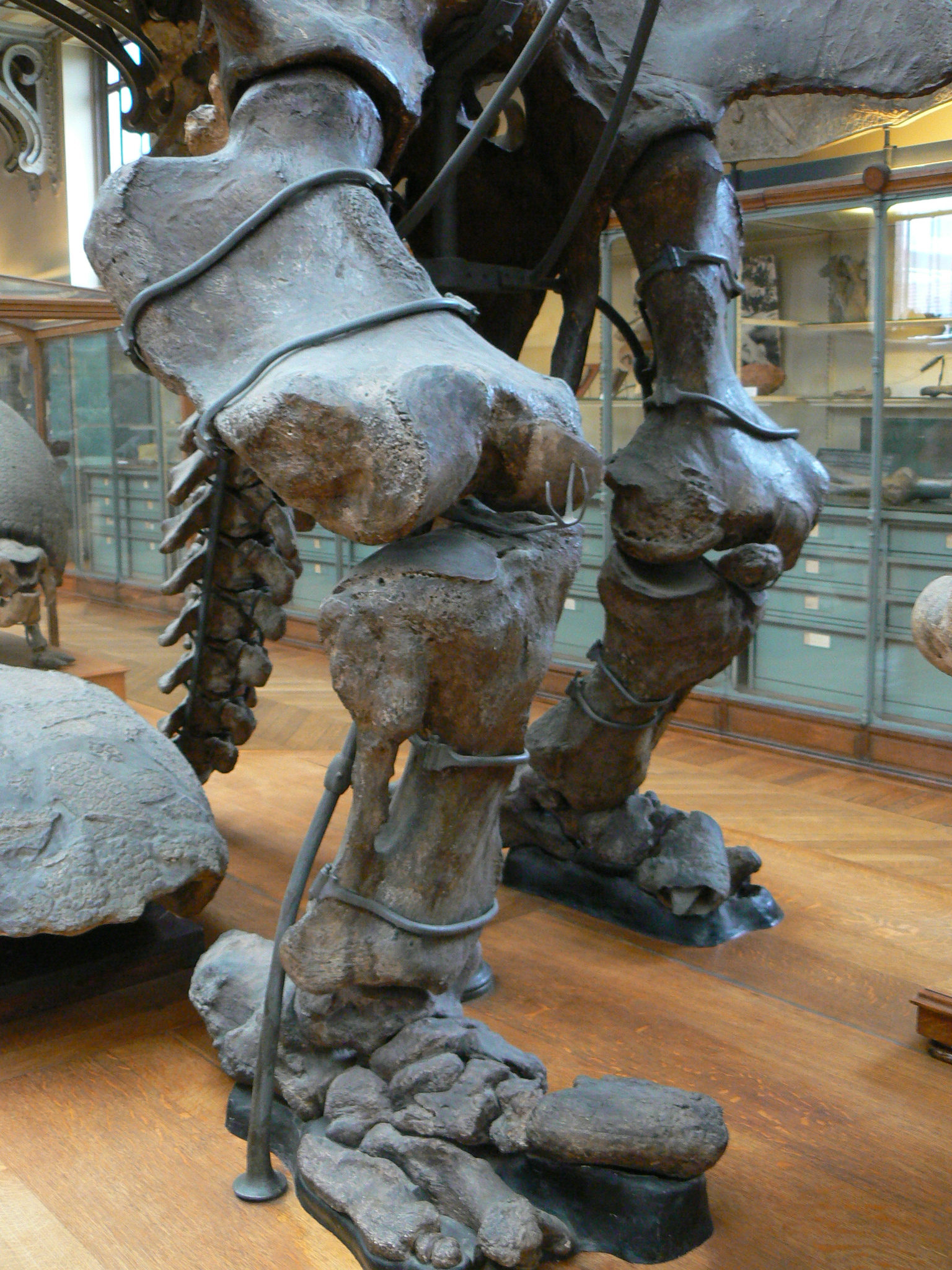 https://upload.wikimedia.org/wikipedia/commons/d/d2/Megatherium_americanum_feet.JPG