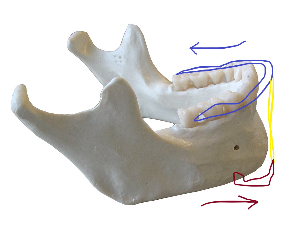 Mandibule.jpg