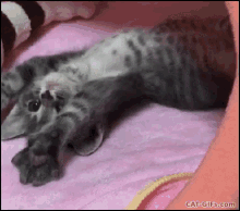 Kitten GIF - Kitten GIFs