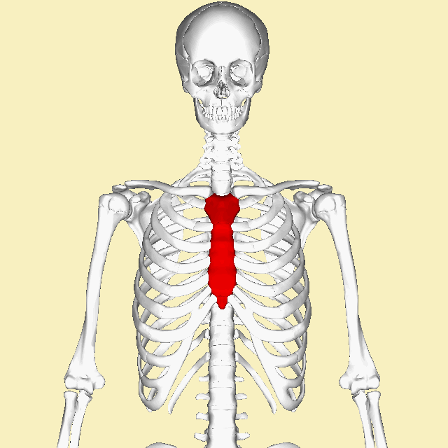 Sternum_animation.gif
