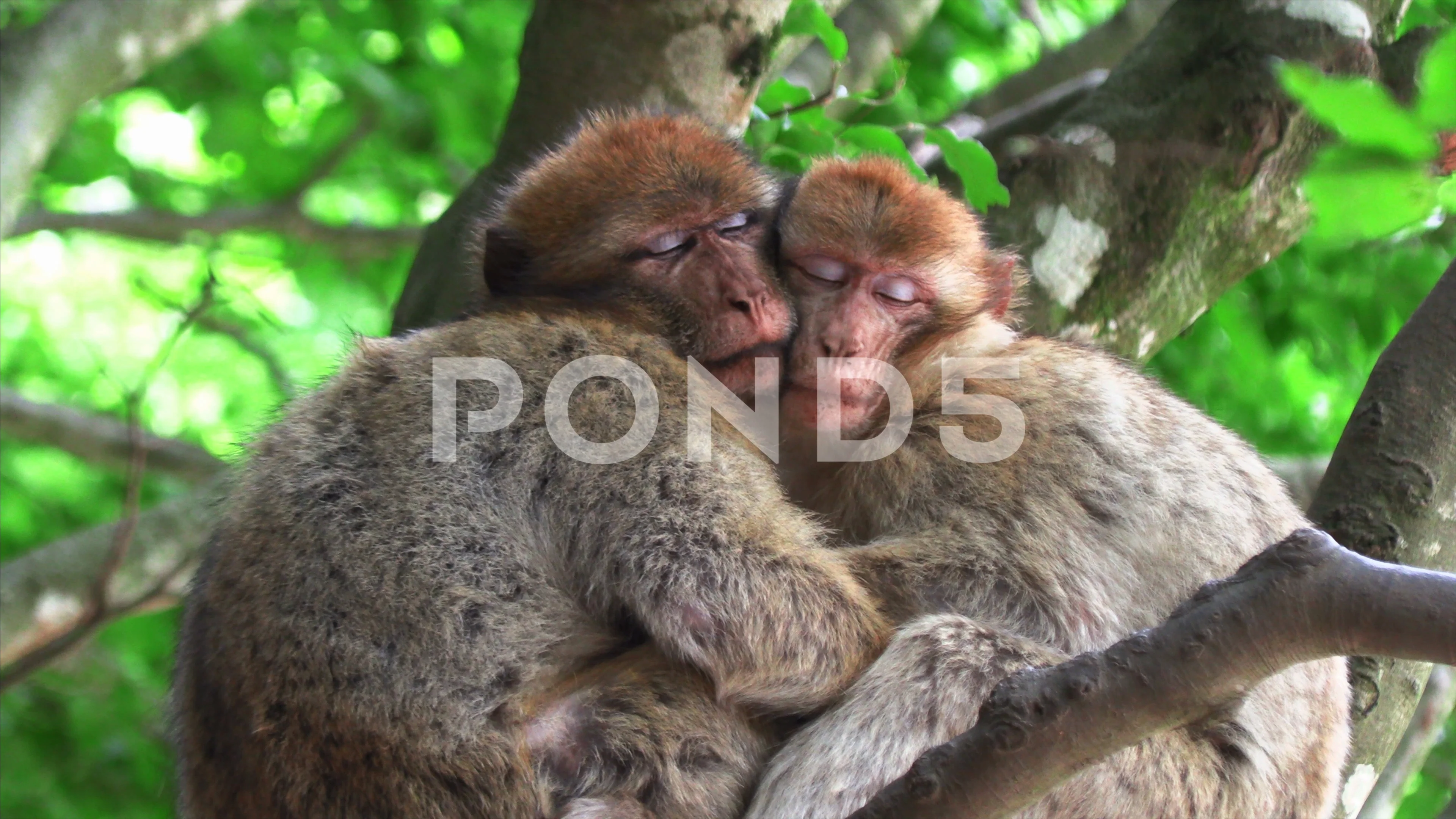 Two monkeys hugging an sleeping on a tree