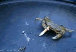 BBD4.gif