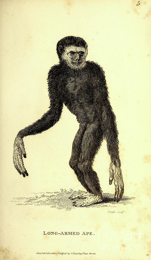 long-armed-ape-by-george-shaw-p1-historic-illustrations.jpg