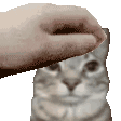 a hand is petting a cat 's head .
