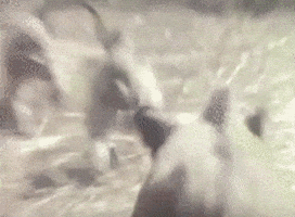 run away go go go GIF