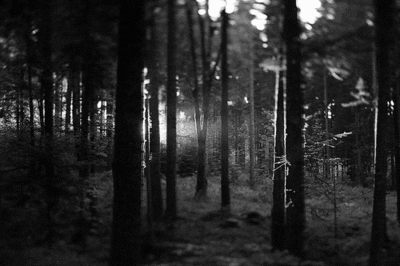Black And White Tree GIF - Find & Share on GIPHY