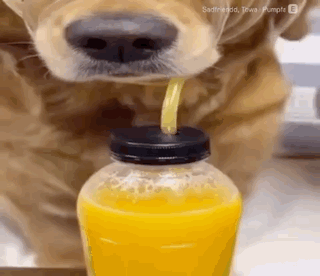 a dog is drinking from a bottle with a straw .