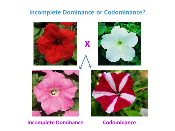 What are the similarities between incomplete dominance and codominance? -  Quora