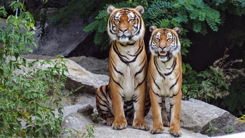 Gender-Differences-Between-Tigers.jpg