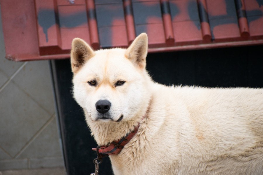 jindo_JDMatt_Shutterstock.jpg